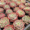 Echeveria 'Petrelia' | Korea Form
