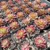 Echeveria 'Party Queen' - Korea Form