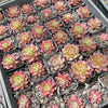 Echeveria 'Party Queen' - Korea Form
