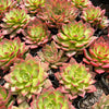Echeveria 'Party Queen' - Korea Form