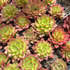 Echeveria 'Party Queen' - Korea Form
