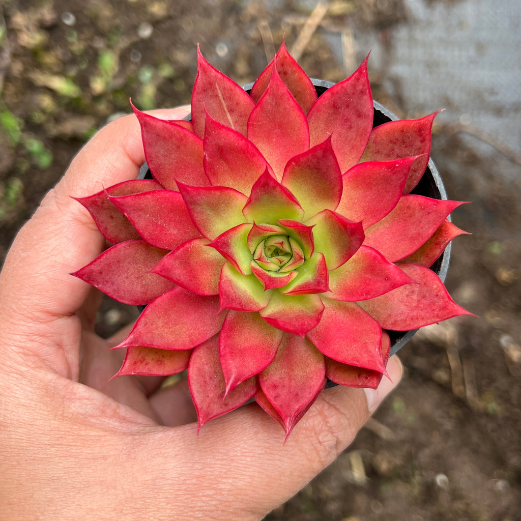 Echeveria 'Party Queen' - Korea Form