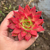 Echeveria 'Party Queen' - Korea Form