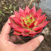 Echeveria 'Party Queen' - Korea Form