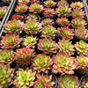 Echeveria 'Party Queen' - Korea Form