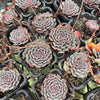 Echeveria pinwheel 'Tuxpan'