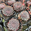 Echeveria pinwheel 'Tuxpan'