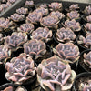 Echeveria 'Cubic Frost' (PLANT)