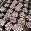 Echeveria 'Cubic Frost' (PLANT)