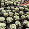 Graptoveria 'Lovely Rose'