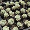 Graptoveria 'Lovely Rose'