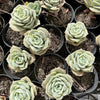 Graptoveria 'Lovely Rose'