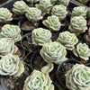 Graptoveria 'Lovely Rose'