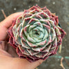 Echeveria 'Rosalia' (Korea Form)