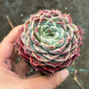 Echeveria 'Rosalia' (Korea Form)
