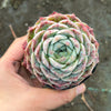 Echeveria 'Rosalia' (Korea Form)