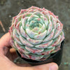 Echeveria 'Rosalia' (Korea Form)