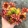 Echeveria pulidonis 'Christmas'