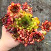 Echeveria pulidonis 'Christmas'