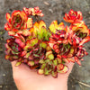 Echeveria pulidonis 'Christmas'