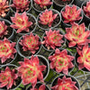 Echeveria 'Red Soul'