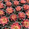 Echeveria 'Red Soul'