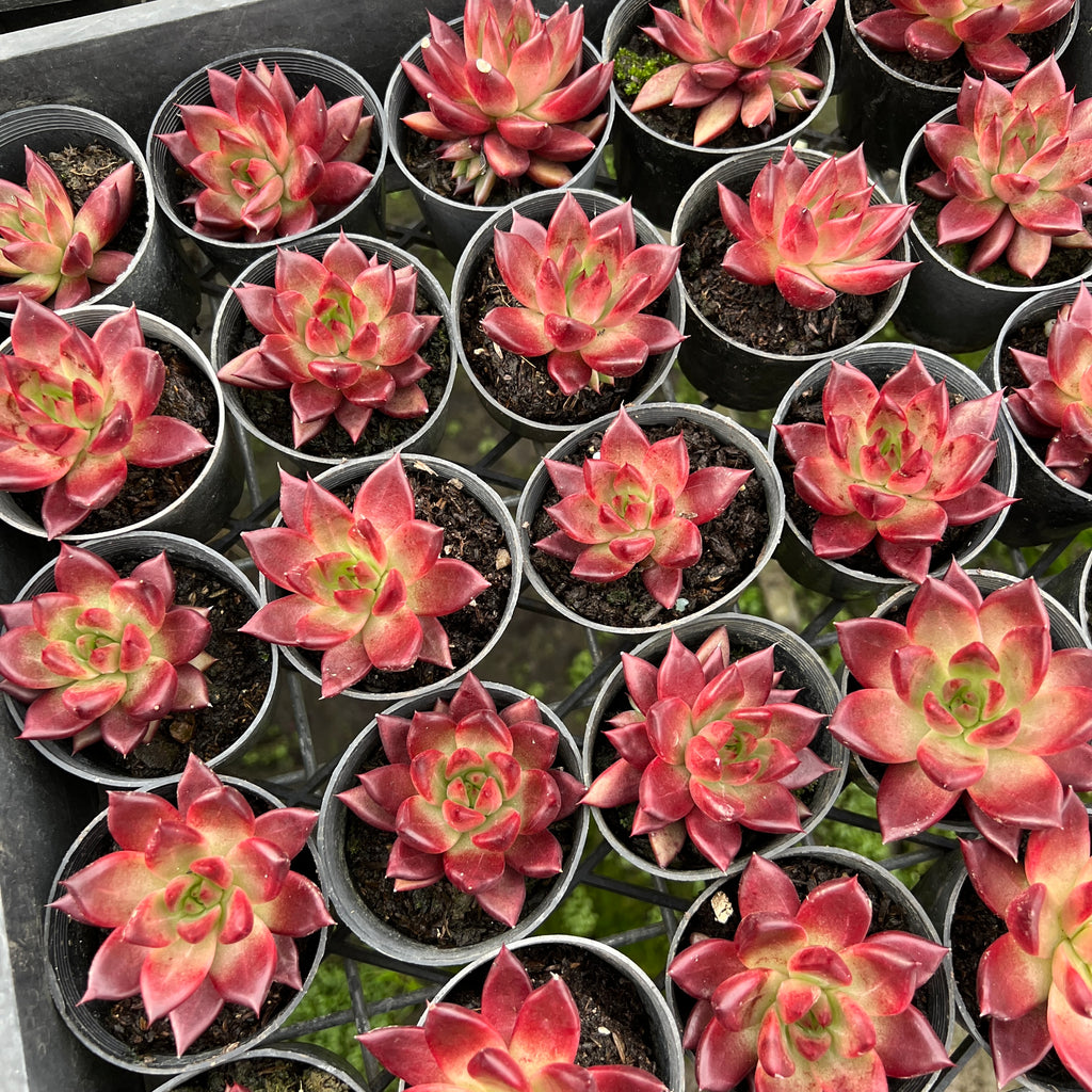 Echeveria 'Red Soul'