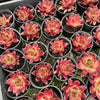 Echeveria 'Red Soul'