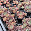 Sempervivum 'Collage'