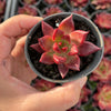 Echeveria 'Red Soul'