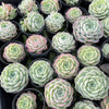 Echeveria 'Rosalia' (Korea Form)