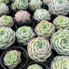 Echeveria 'Rosalia' (Korea Form)