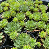 Sempervivum 'Sharon's Pencil'