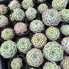 Echeveria 'Rosalia' (Korea Form)