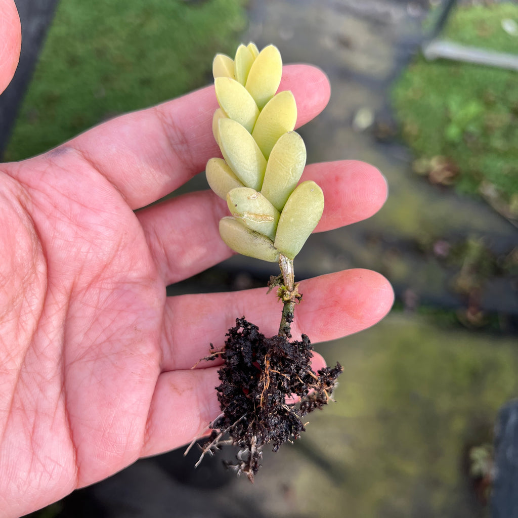 Corpuscularia lehmannii variegata (EXTREME variegated)