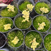 Corpuscularia lehmannii variegata (EXTREME variegated)