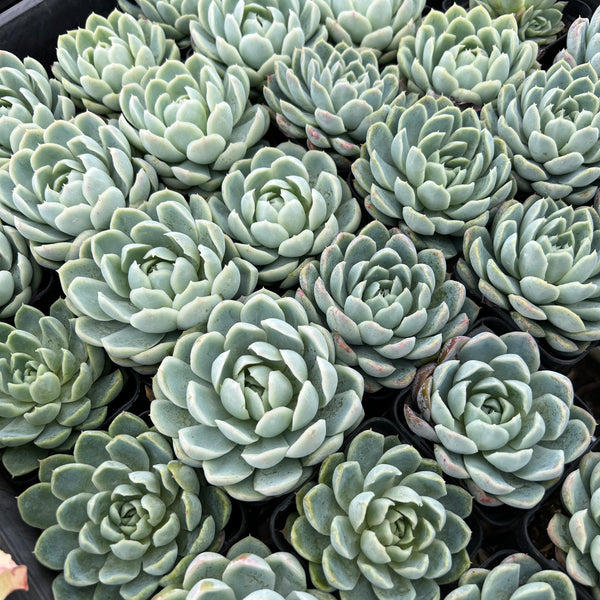 mexican gem succulent PACK of 10 PLANTS] x Echeveria 'Elegans' (Mexican Snowball) – LET LOVE GROW  (Succulent & Cactus)