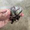 Echeveria strictiflora (XS)