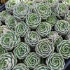 Echeveria 'Onslow' (aka. Ech. Michella)