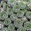 Echeveria 'Onslow' (aka. Ech. Michella)
