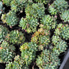 Echeveria amoena