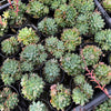 Echeveria amoena