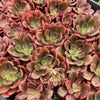 Echeveria 'Painted Frills'