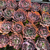 Echeveria 'Neon Breakers'