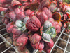 Echeveria Linguas (Bump leaf)(Young plant)(SIZE S)