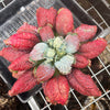 Echeveria Linguas (Bump leaf)(Young plant)(SIZE S)