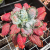 Echeveria Linguas (Bump leaf)(Young plant)(SIZE S)