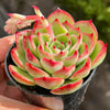 Echeveria Soul Heart