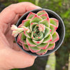 Echeveria Soul Heart