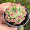 Echeveria Soul Heart